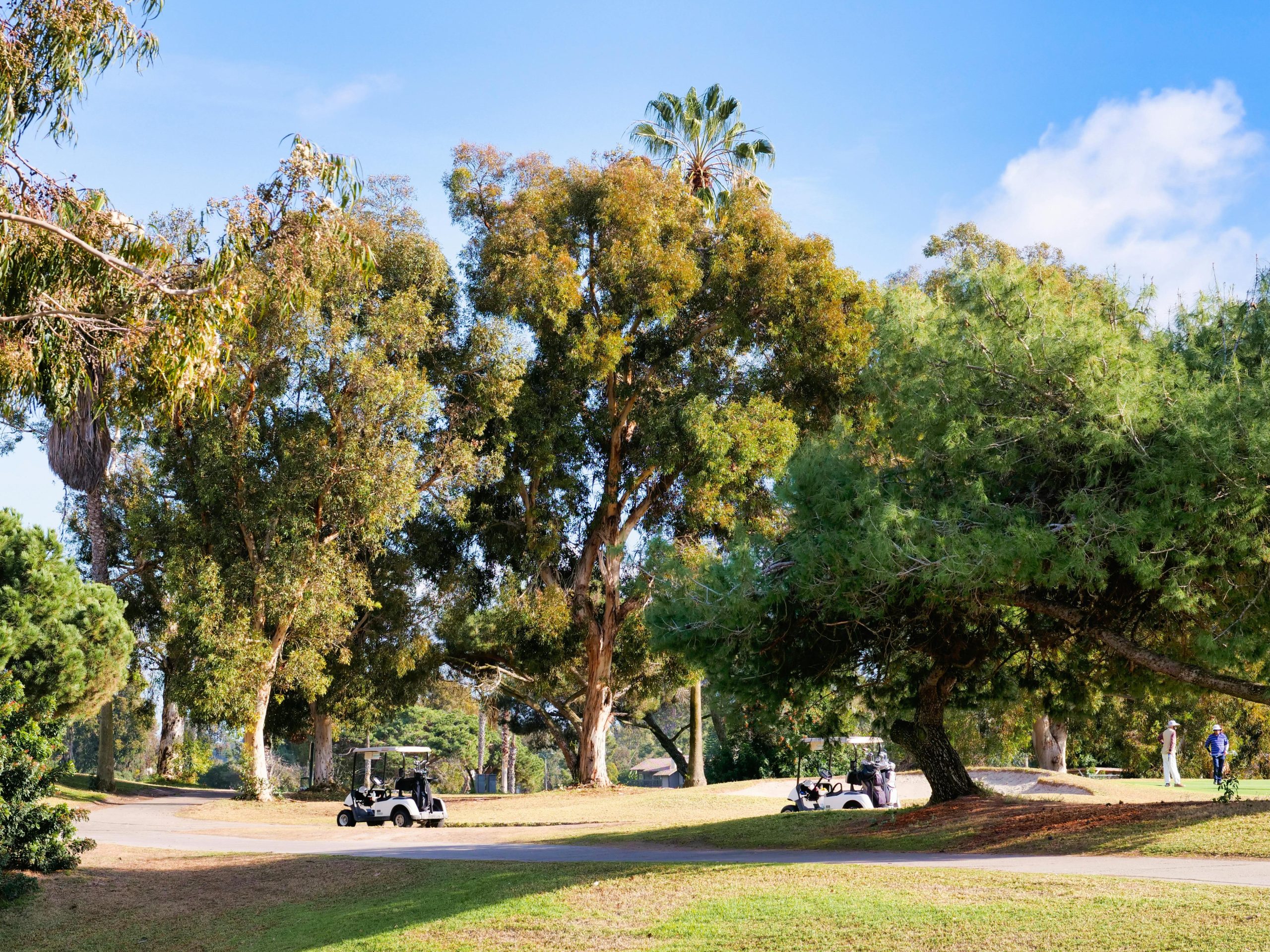 Sunny day on a golf course with parked golf carts and lush trees nearby.