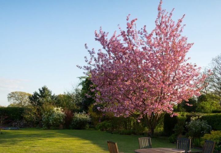 gardener-lawn-tree
