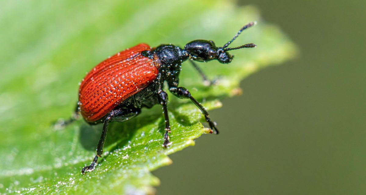 Detailed view of a red apoderus coryli beetle on green foliage.